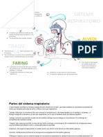 Partes Del Sistema Respiratorio