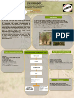 Etude Phytochimique Gousses Acacia Arabica Proprietes Antioxydant Antiradicalaires