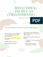 Chiches (Cimex) y Vinchucas (Triatominos)