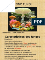 Reino Fungi: Características e Importância dos Fungos