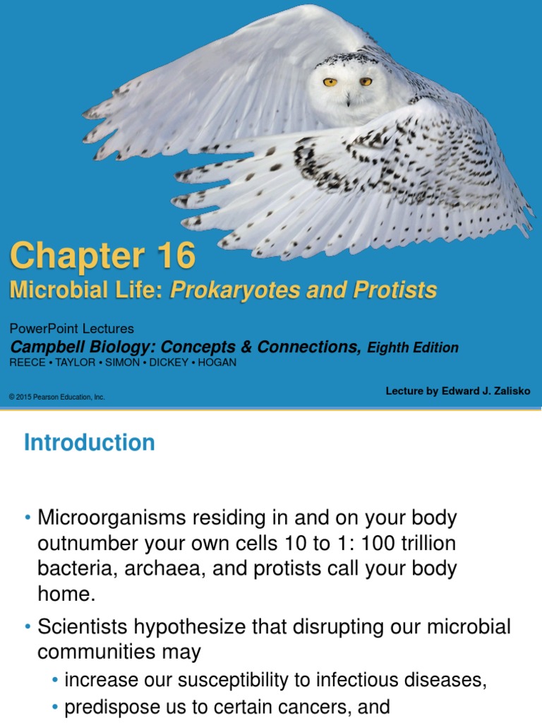 Taylor Grino - Biology 101 Chapter 16 Lecture | PDF | Eukaryotes ...