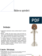maduva spinarii (1)