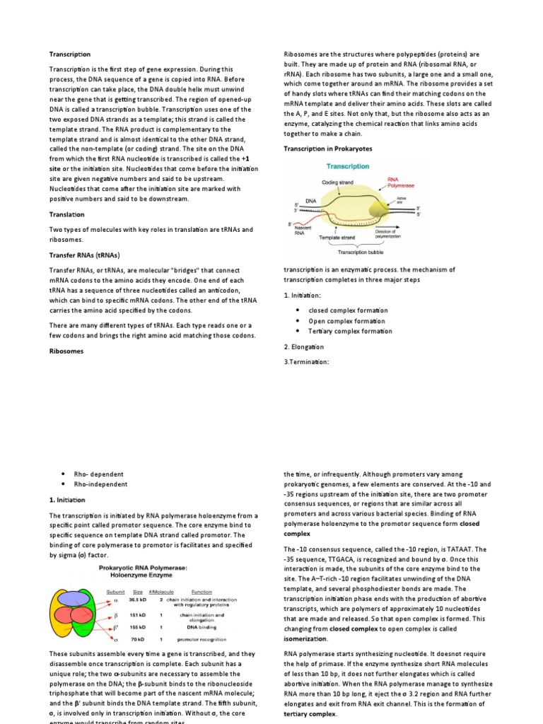 Mol Bio | PDF | Translation (Biology) | Rna