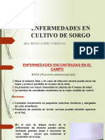 Enfermedades en Cultivo de Sorgo: Mg. Jenny López Córdova
