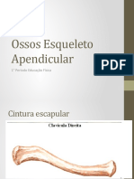 Ossos Esqueleto Apendicular