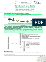 Las primeras plantas: Pteridofitas o plantas vasculares sin semilla