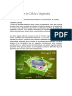 PRÁCTICA Observación de Células Vegetales