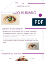 Anatomía Del Ojo Humano