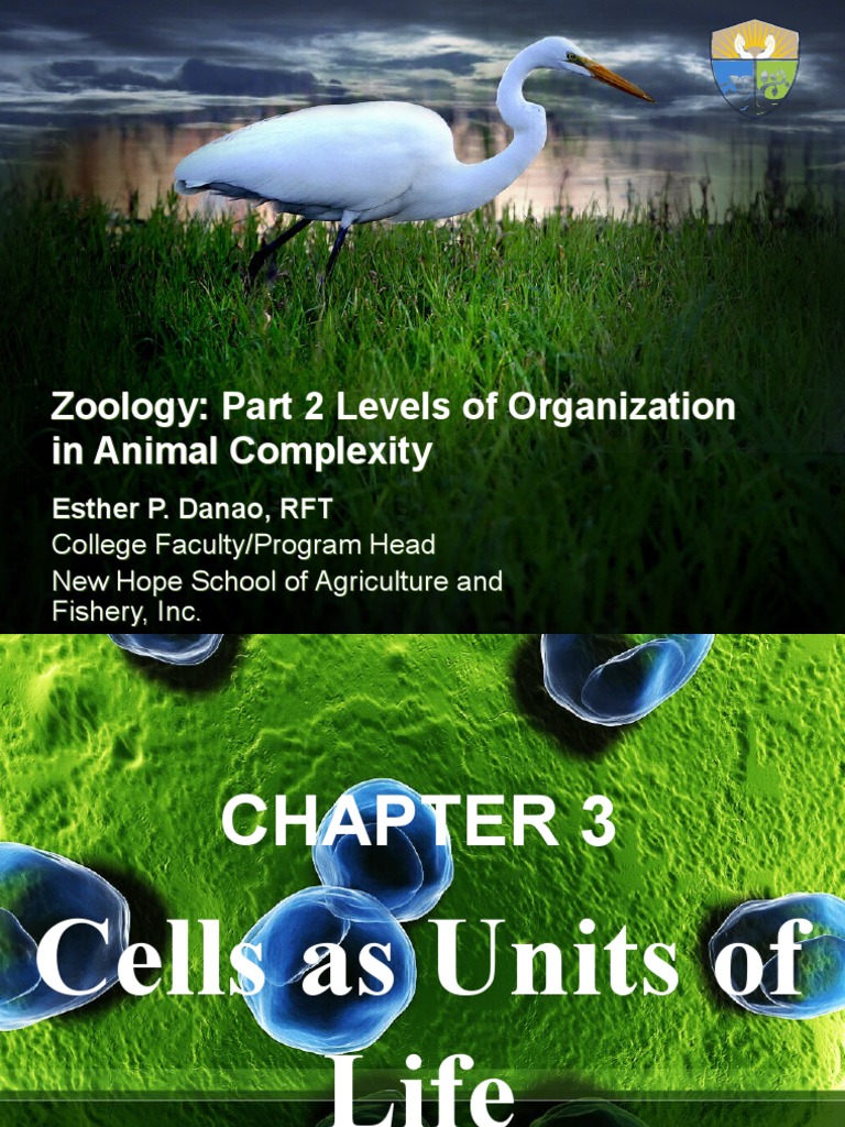 Zoology Part 2 Levels of Organization in Animal Complexity PDF