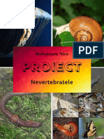 PROIECT Biologie (Nevertebratele)