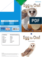 1.4. Egg To Owl