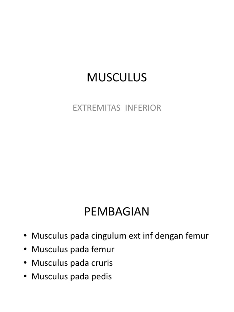 Musculus Extremitas Inferior | PDF