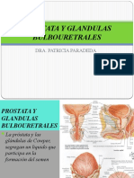 Prostata y Glandulas Bulbouretrales