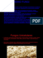 (BIO) Reino Fungi