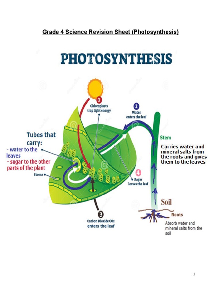 Grade 4 - Science-Photosynthesis - Revision Sheet | PDF