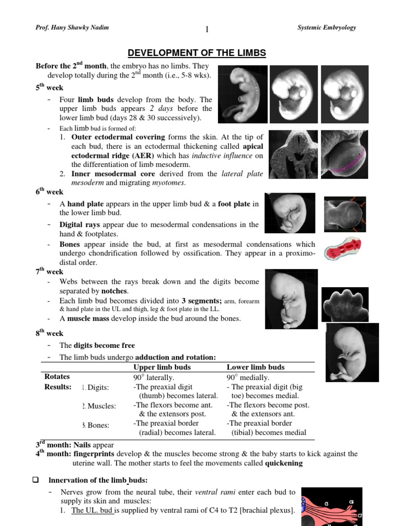 Limb and Heart Development in Embryology | PDF | Pancreas | Aorta