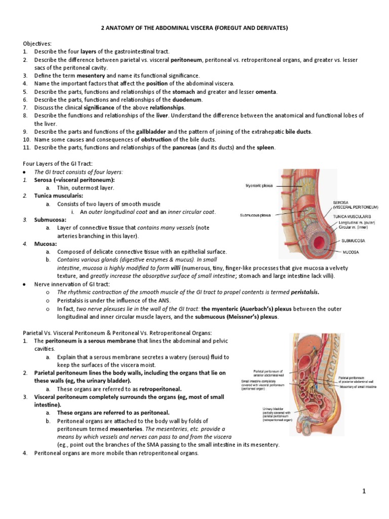 2 Anatomy of The Abdominal Viscera | PDF | Peritoneum | Stomach