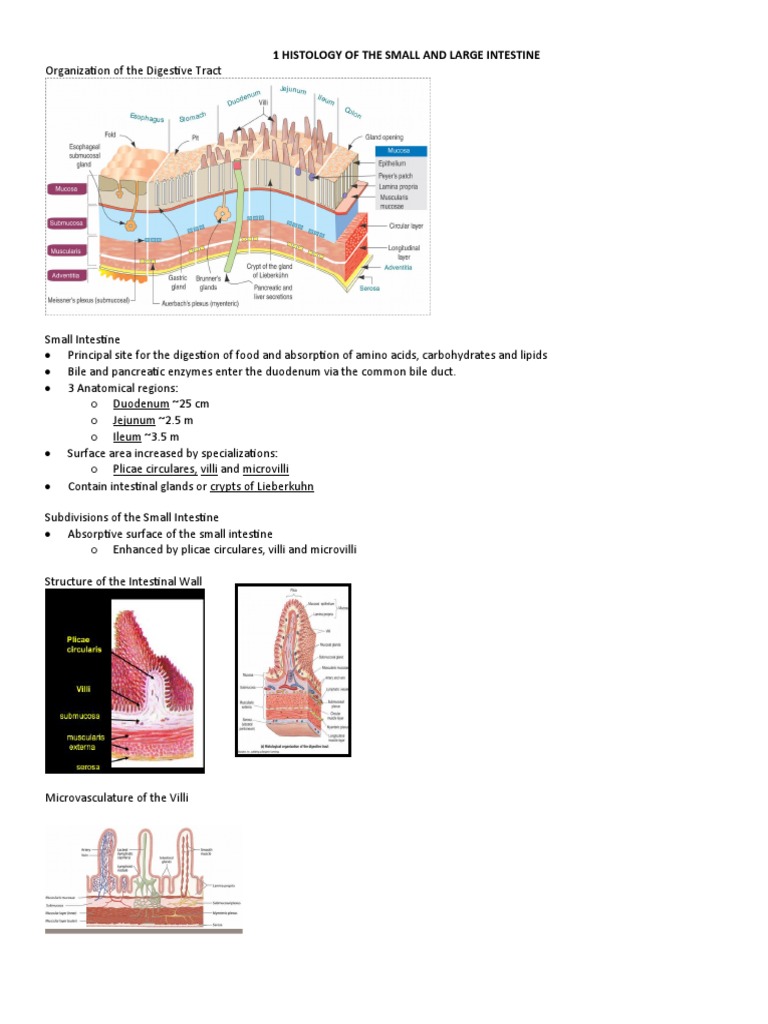1 Histology of The Small and Large Intestine | PDF | Small Intestine ...