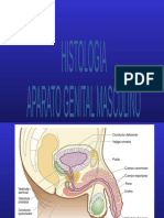 SH20 - APARATO GENITAL MASCULINO 2018 Javier