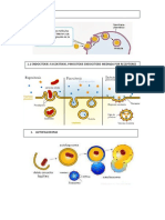 Formacion de Proteinas