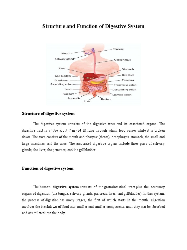 Structure and Function of Digestive System | PDF | Human Digestive ...