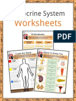 Sample Endocrine System Worksheets