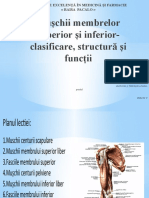 Muschii Si Fasciile Membrului Inferior