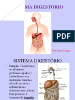 2º Ano - Sistema Digestório e Excretor