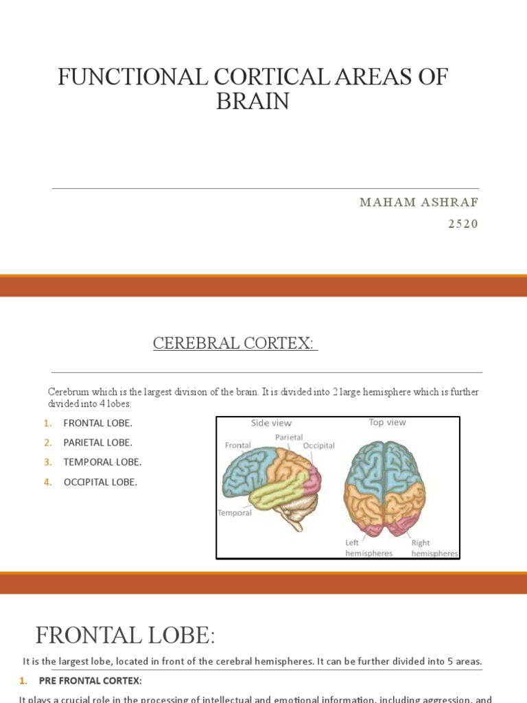 Functional Areas of the Brain Explained | PDF | Cerebral Cortex ...