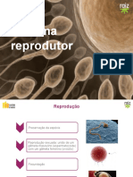 Sistema Reprodutor - Reprodução