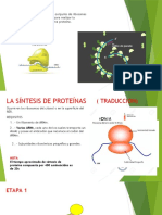Poliiribosoma y Sintesis de Proteina