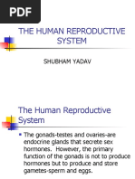 The Human Reproductive System: Shubham Yadav