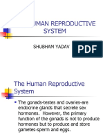 The Human Reproductive System: Shubham Yadav