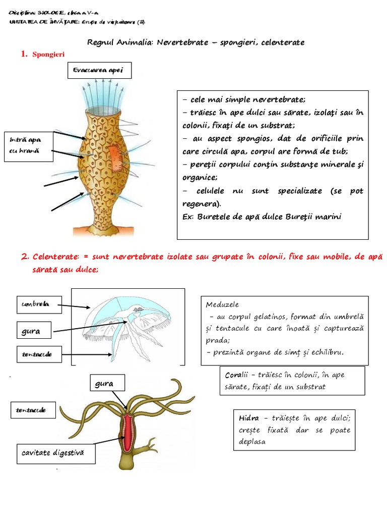 Spongieri, Celenterate | PDF