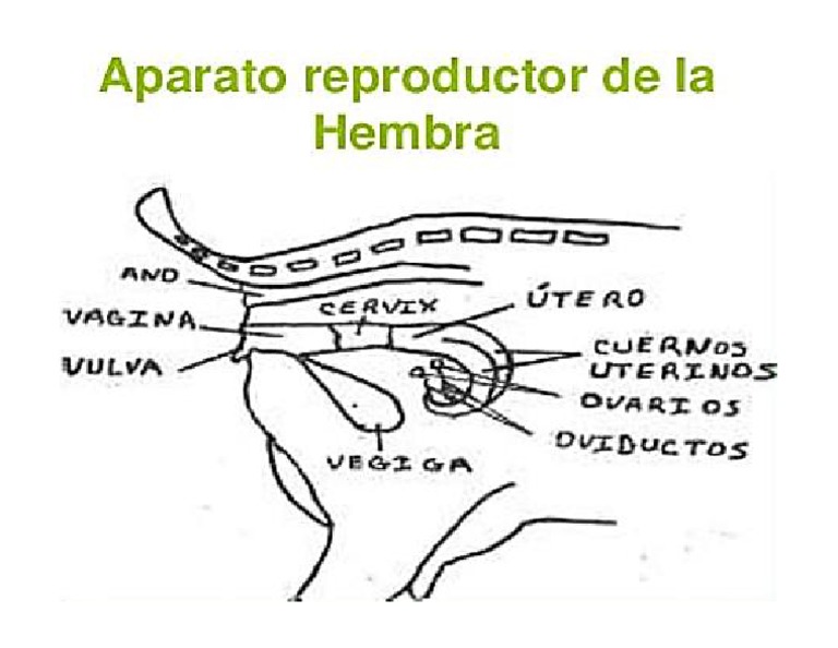 aparato-reproductor-de-la-hembra-pdf