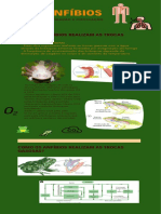  Circulação_Respiração anfíbios