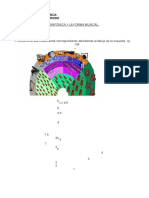 Examen La Orquesta y La Forma Musical