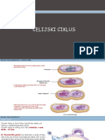 Ćelijski Ciklus