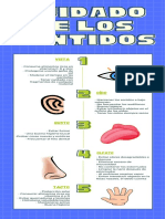 Verde Líneas Fotosíntesis Biología Infografía