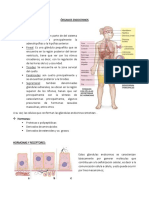 Órganos Endocrinos (Completo)