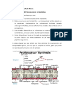 Biosíntesis Del Péptidoglicano de Mureína
