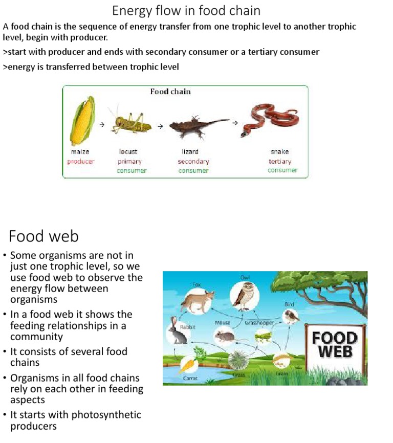 Energy Flow in Food Chain Biology Diagrams