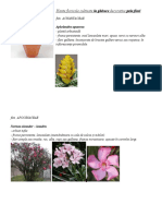126570584 Plante Floricole Cultivate La Ghivece Decorative Prin Flori