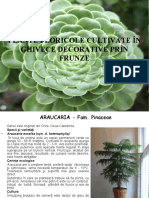 Plante Floricole Cultivate in Ghivece Decorative Prin Frunze