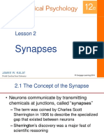 Lesson 2 - Synapses