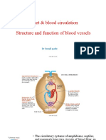 Heart & Blood Circulation Structure and Function of Blood Vessels
