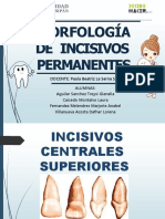 Morfología de Incisivos Permanentes (1) - 1