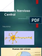 3 - Sistema Nervioso Central