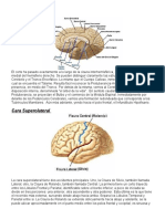 Cortes cerebrales