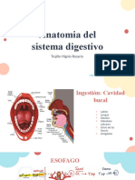 Anatomia Del SD